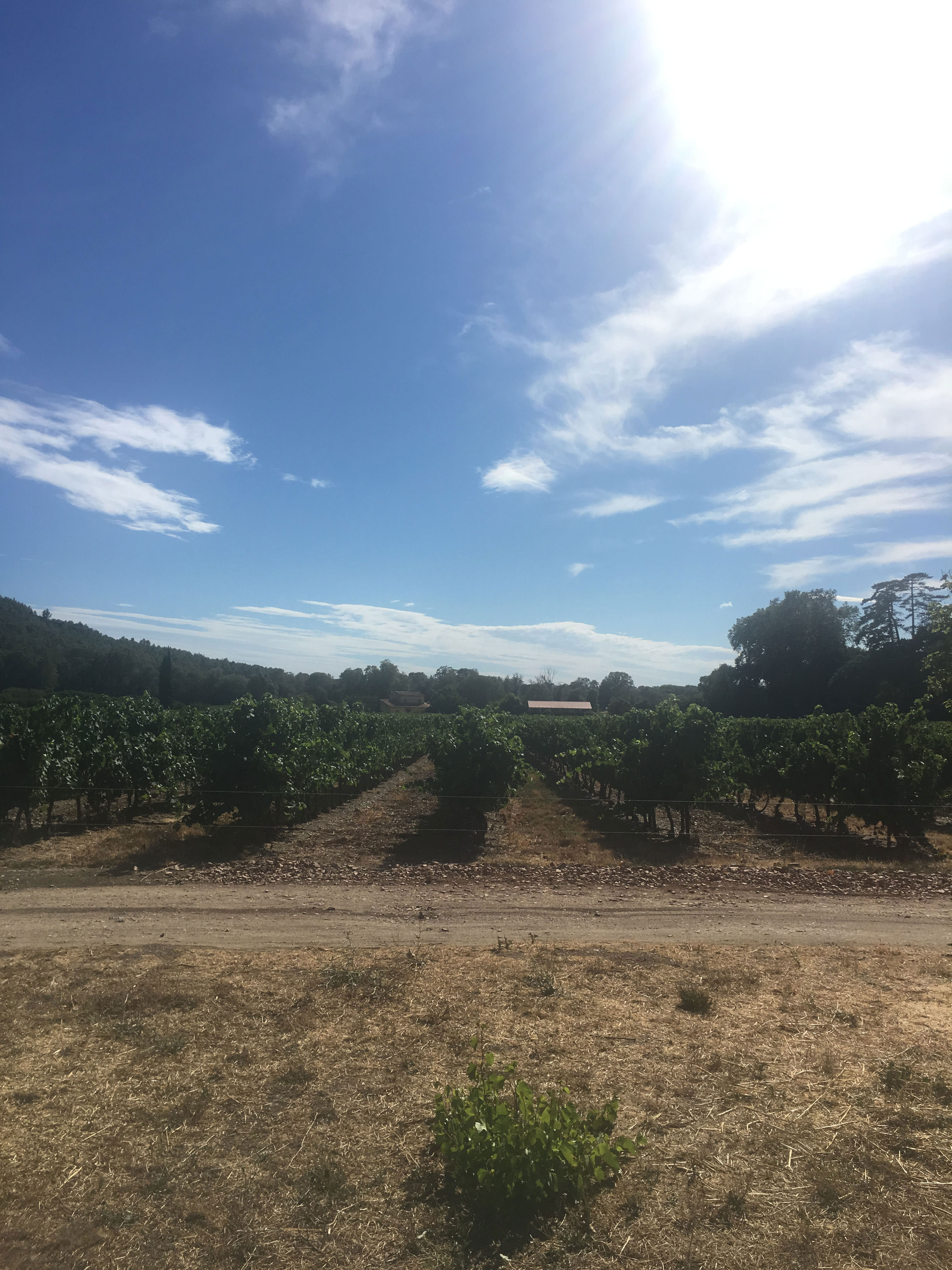 Domaine_de_Sauvebonne